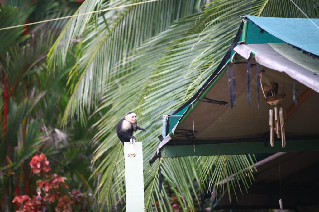 Rafiki Beach Camp Matapalo  Extérieur photo